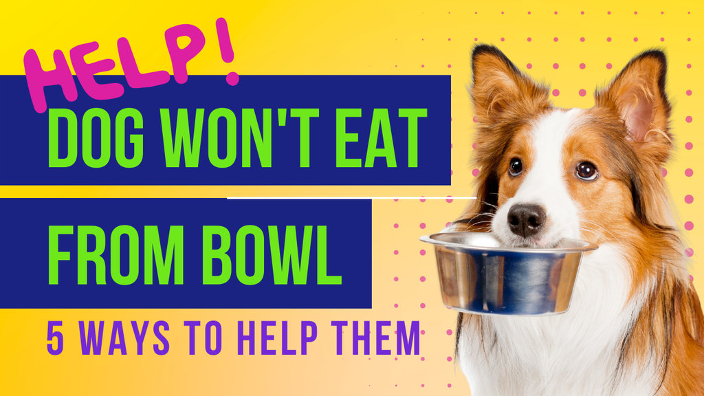 'Video thumbnail for 5 common reasons why your dog may refuse to eat from their bowl '